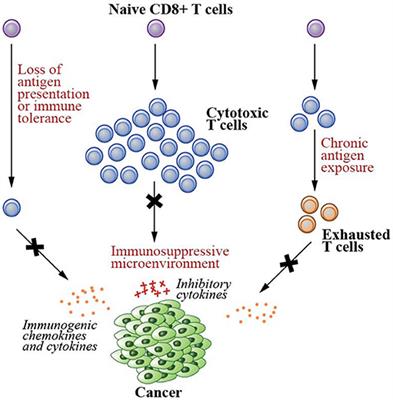 Tumor Immunology and Cancer Vaccines: 123 (Cancer Treatment and Research)